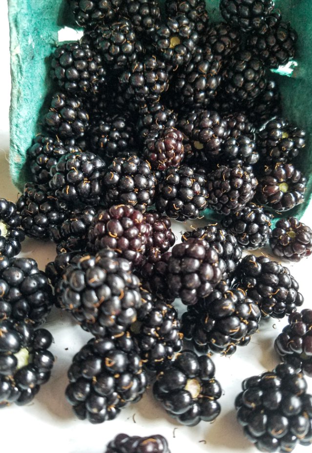 fresh blackberries spilling out of a berry basket