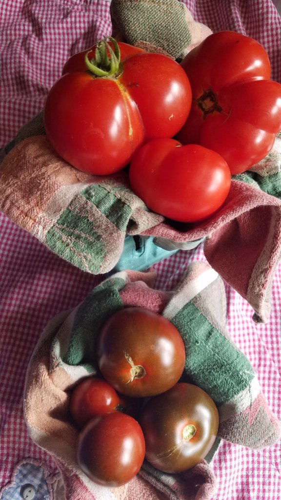 fresh garden tomatoes in a basket