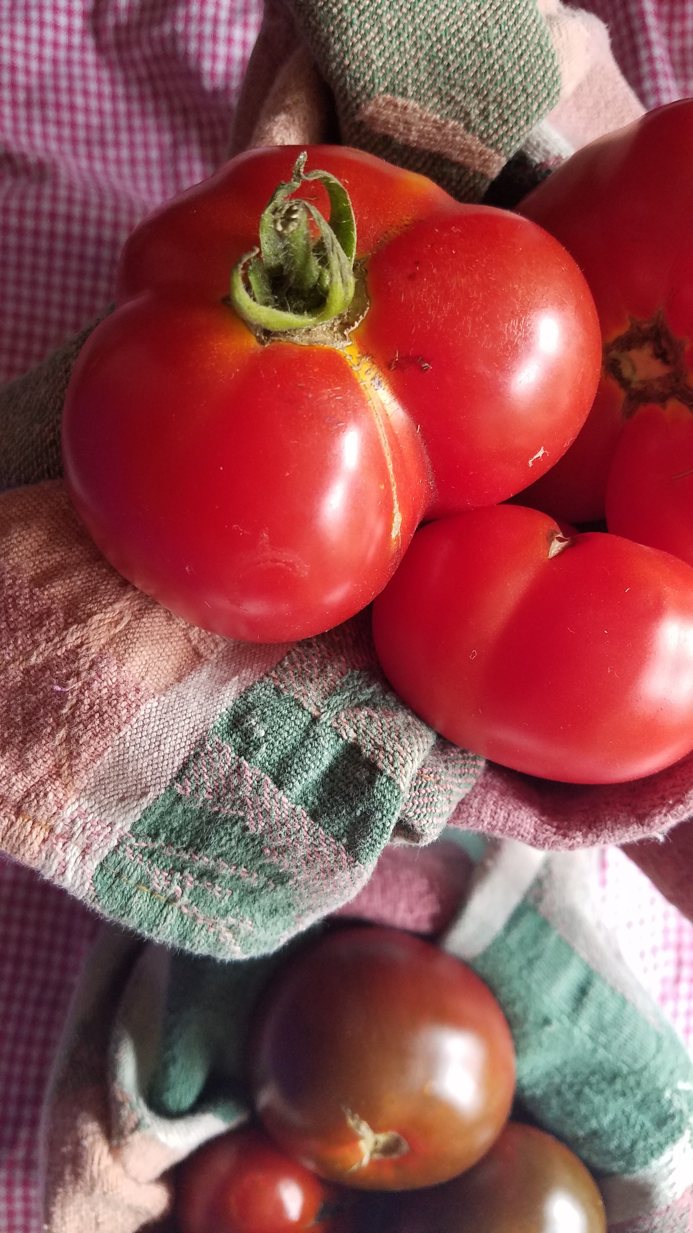 fresh red tomatoes