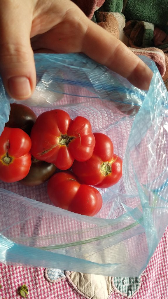 fresh tomatoes in a freezer bag