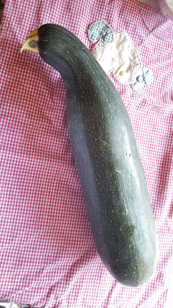 large green skinned zucchini