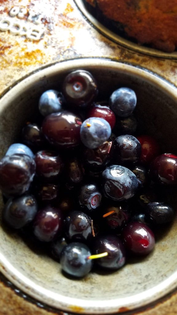 wild blueberries in a muffin tin