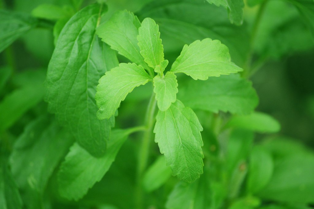 picture of a stevia plant.