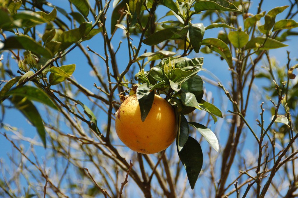 grapefruit on a tree
