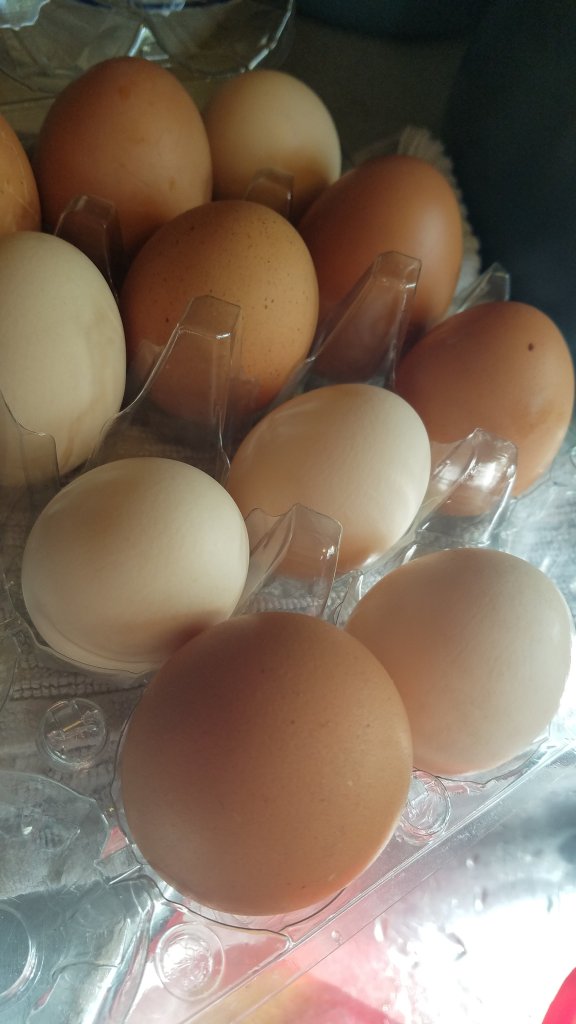 fresh eggs in a carton