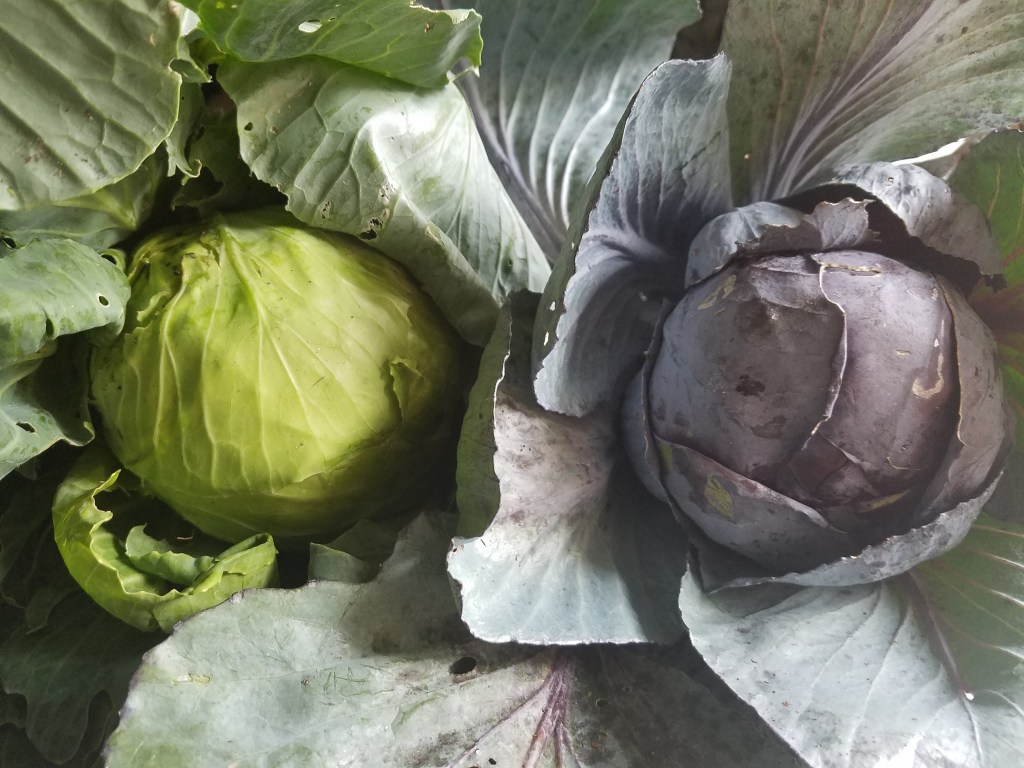 Green cabbage and purple cabbage