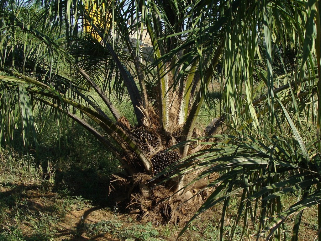 palm oil tree
