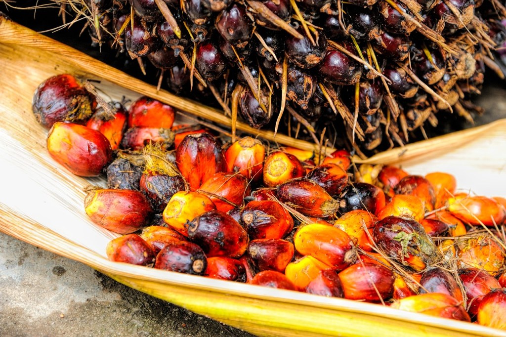 palm fruit that is used to make palm oil