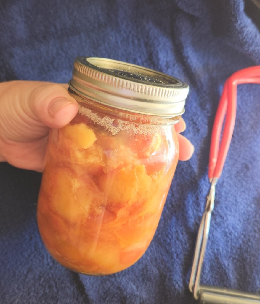Jar filled with Plums ready for the water bath