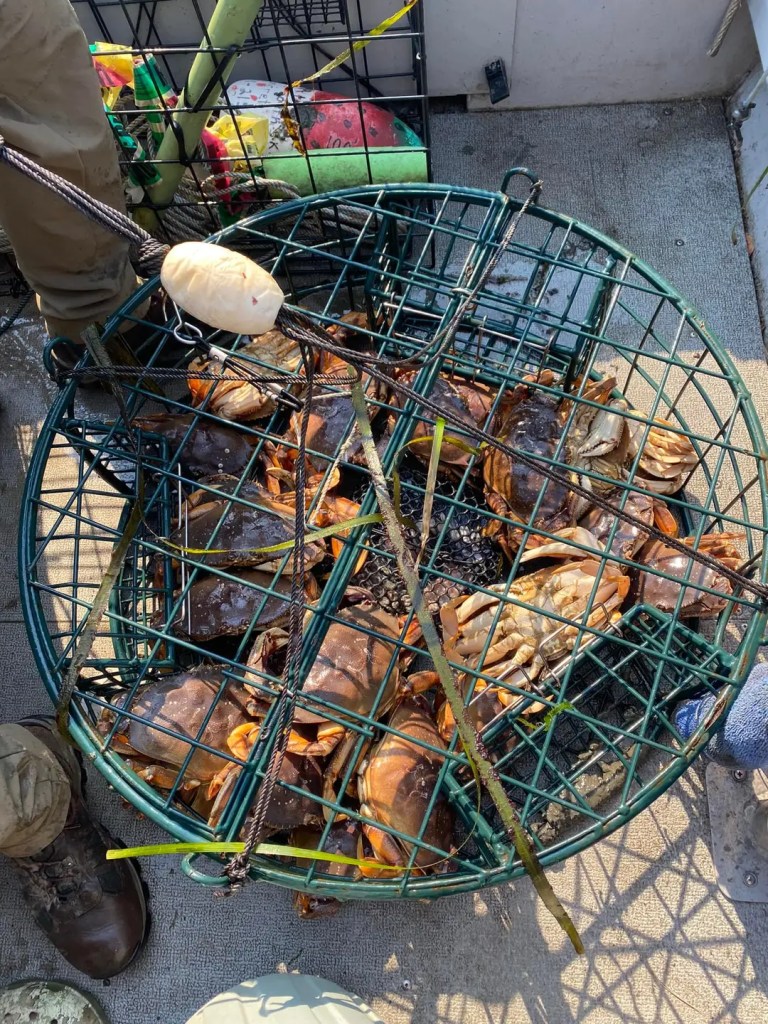 Fresh caught Dungeness crab in crab pot.