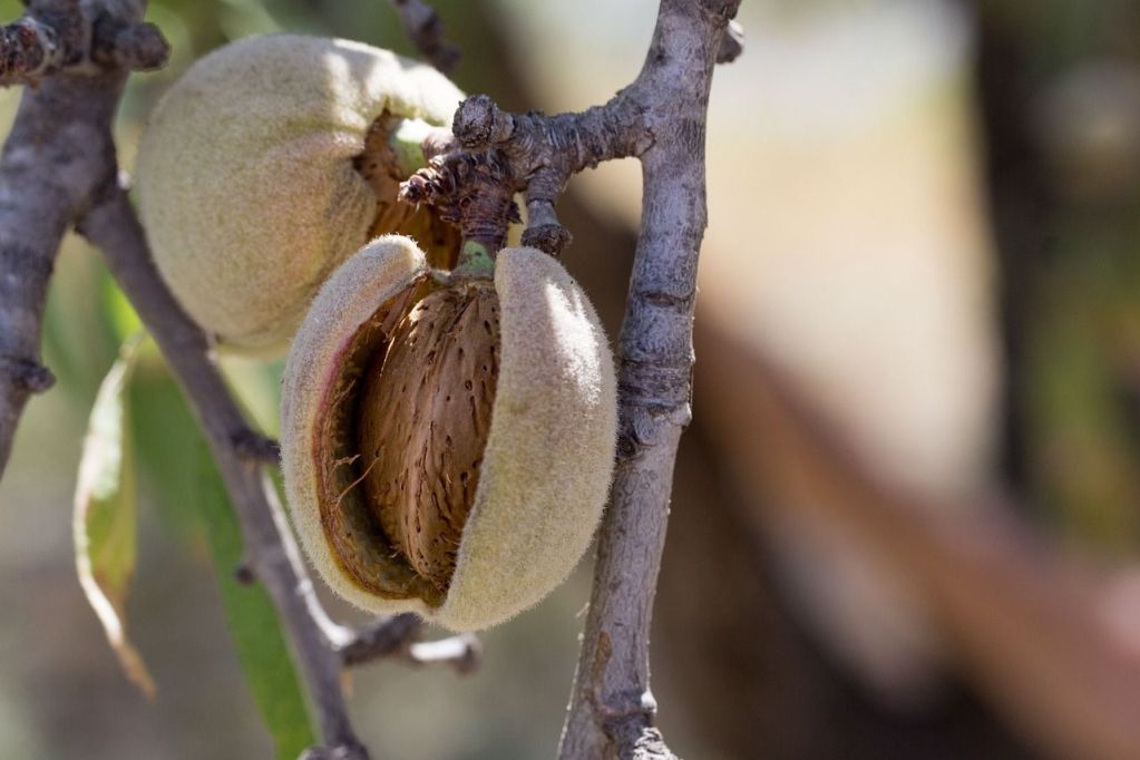 Mature fruit on an almond tree where the whole splits and separates from the shell.