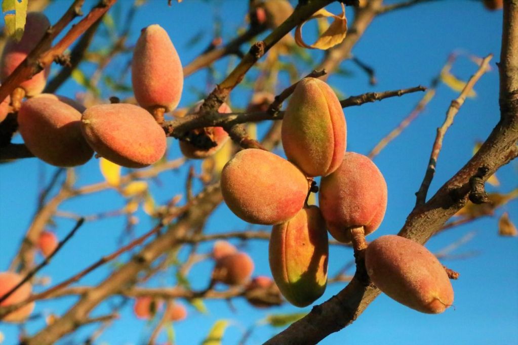 Fresh almond fruit ripening on the tree.