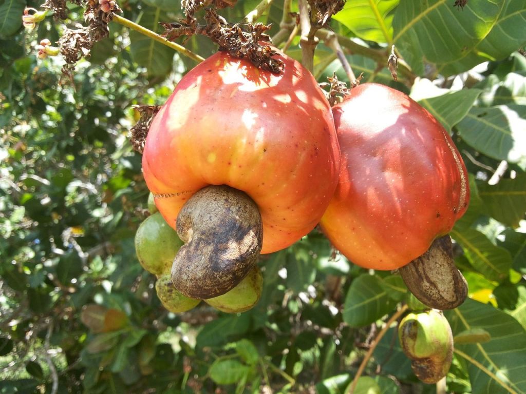 Cashew apples on a tree with the cashew nut attached to the bottom.