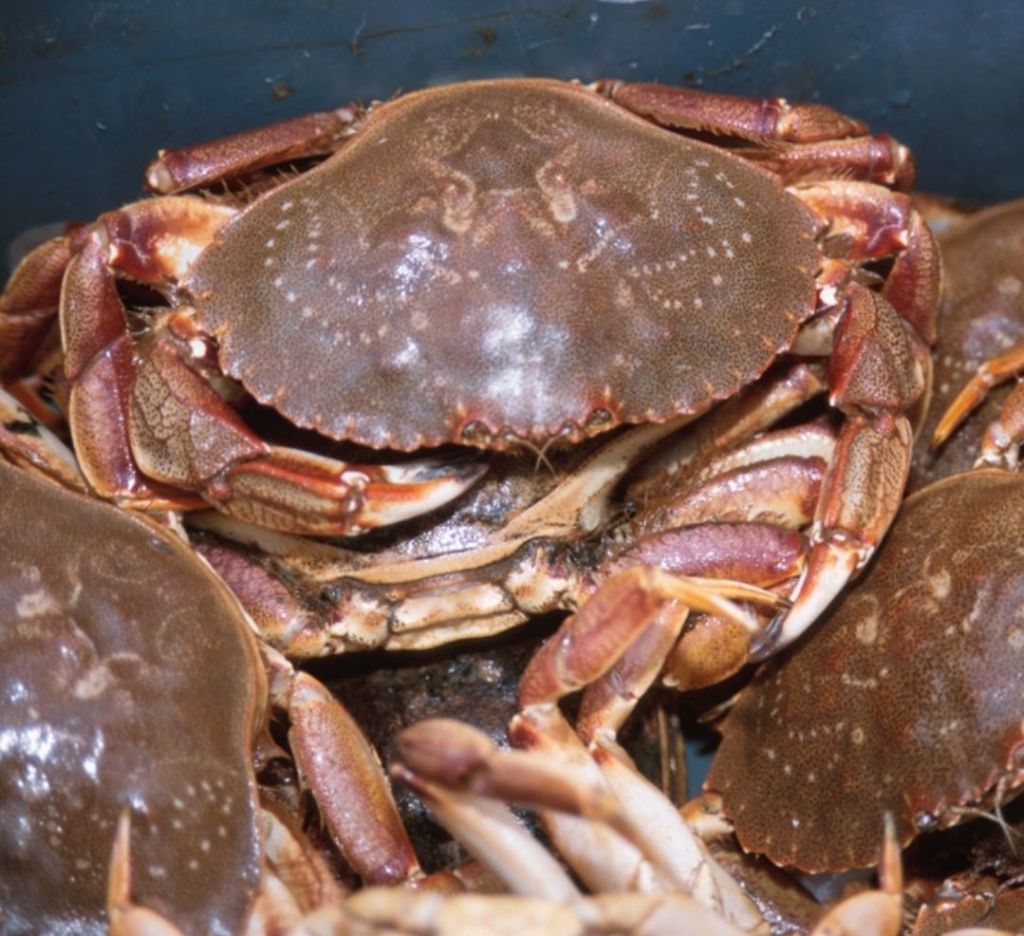 Rock crabs in a bucket.