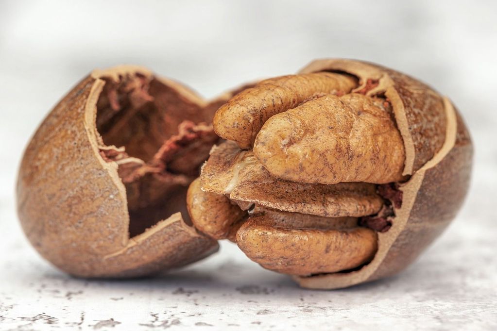 pecan in shell broken in half.