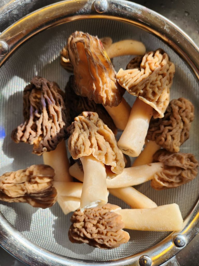 How to Store Morel Mushrooms Without Losing Flavor