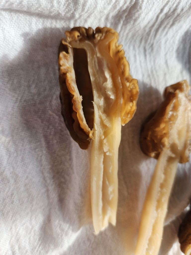 morel mushrooms cut in half lengthwise