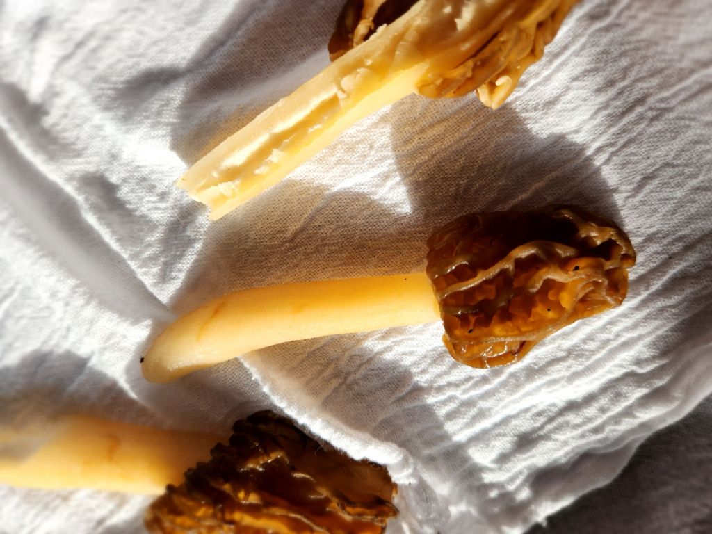 morels drying on a cotton towel lined baking pan