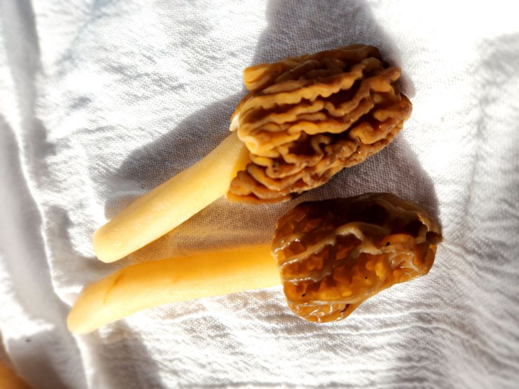 Morels drying on a sheet pan covered in a cotton towel