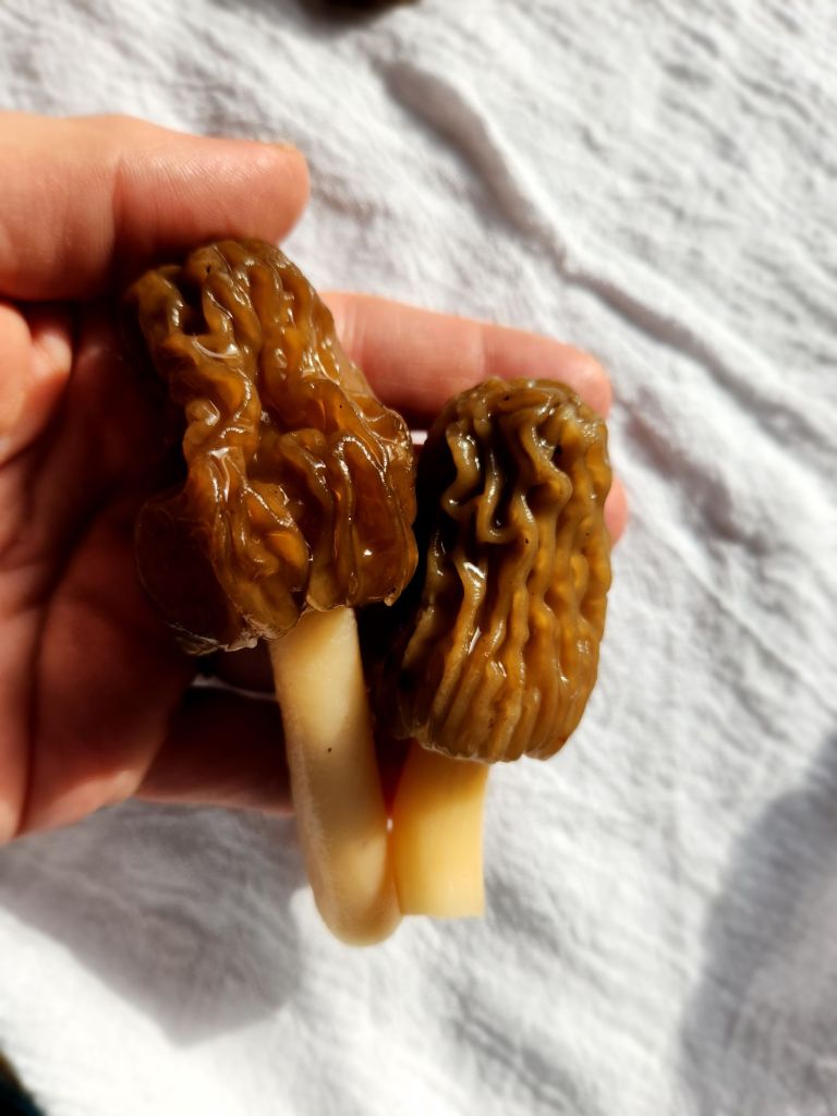 morels ready to clean