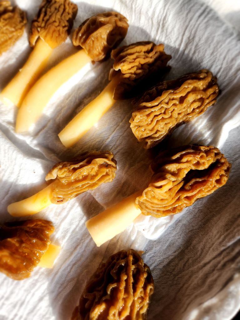 How to Store Morel Mushrooms Without Losing Flavor