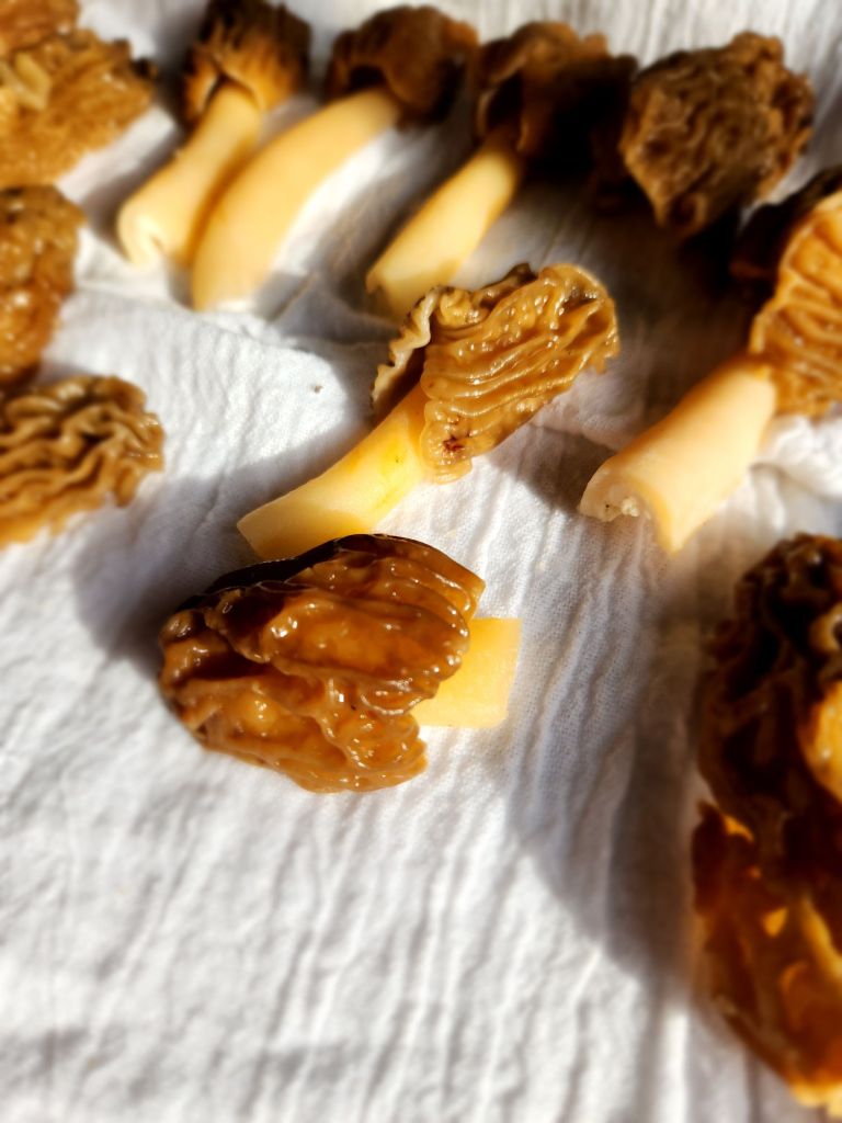 wild morel mushrooms