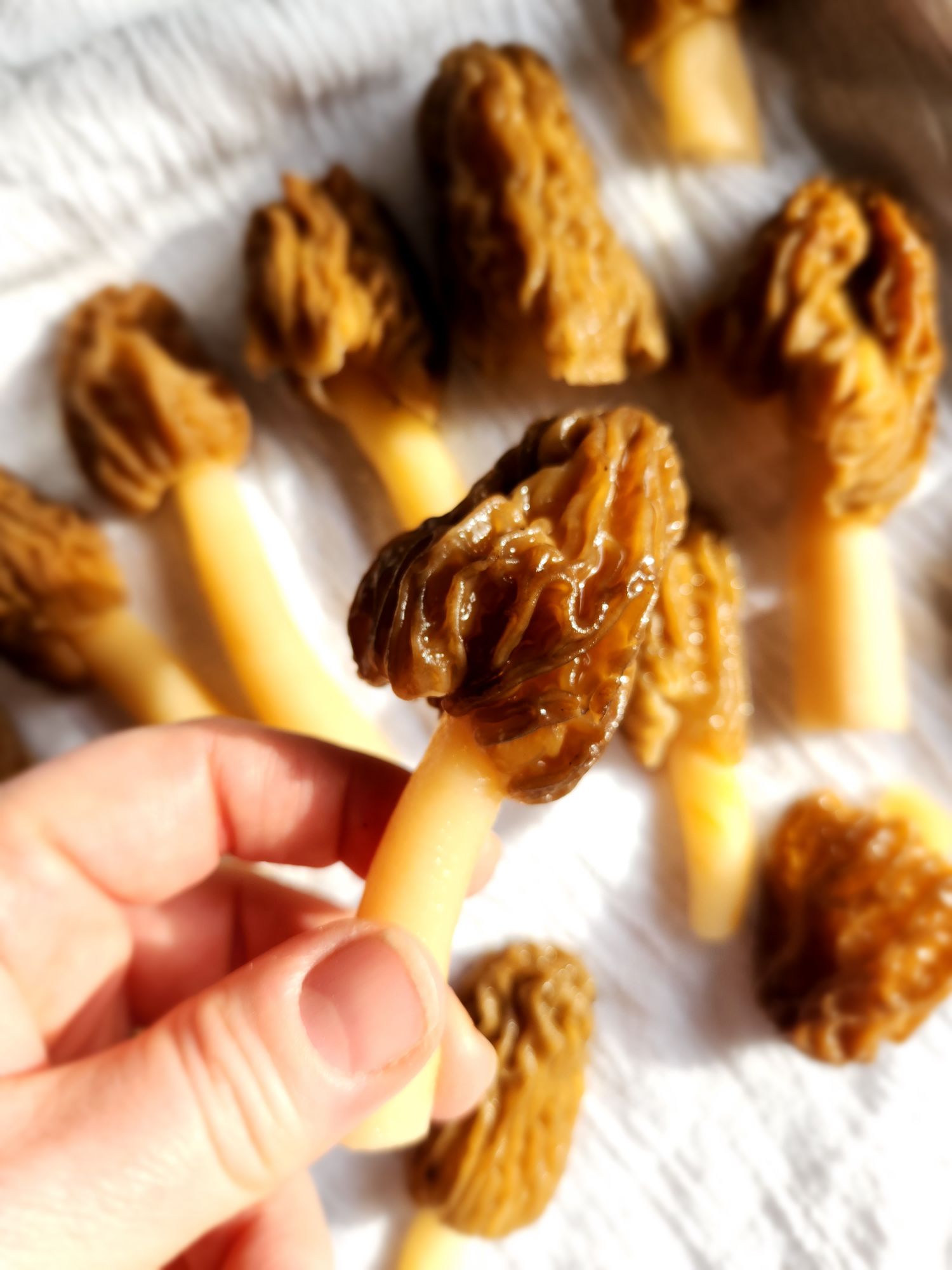 How to Store Morel Mushrooms Without Losing Flavor