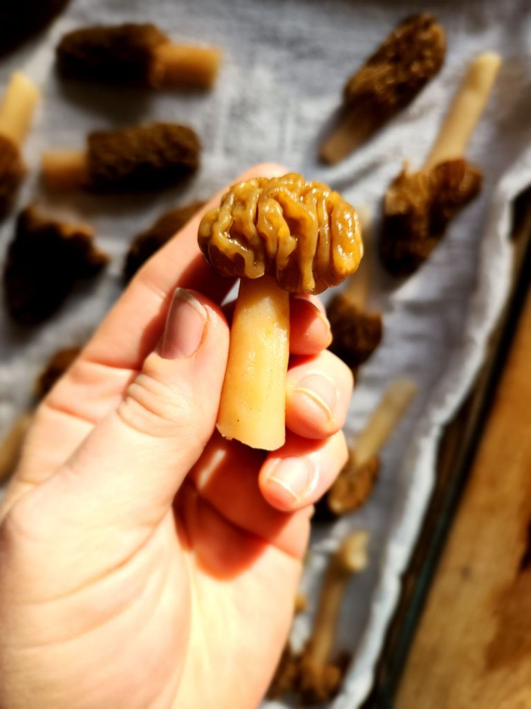 How to Store Morel Mushrooms Without Losing Flavor