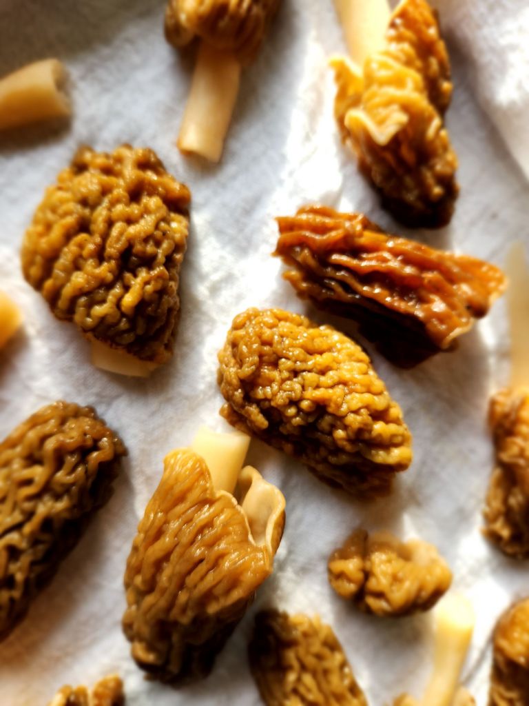 morels drying on a cotton towel lined pan