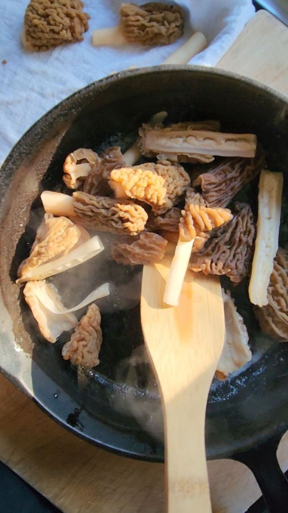 Sauteeing wild morel mushrooms