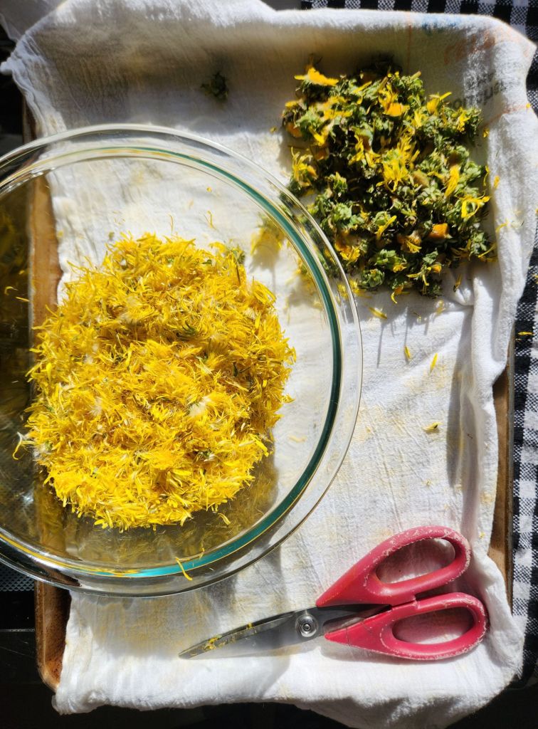 cutting yellow petals from the fresh dandelions