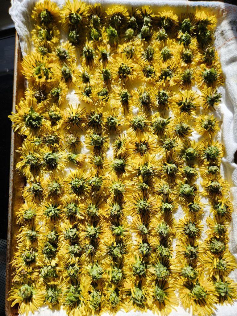 dandelion heads lined up on a cloth lined baking sheet