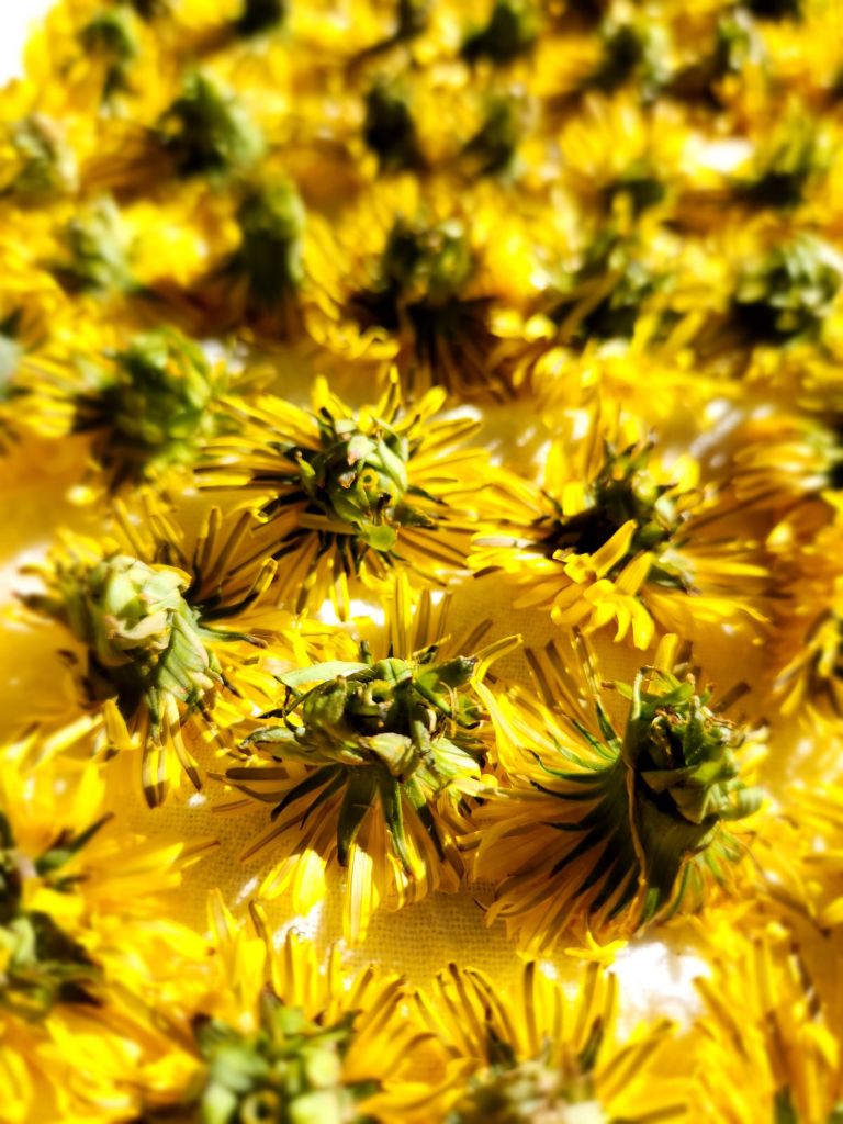 dandelion heads lined up on a cloth lined baking sheet