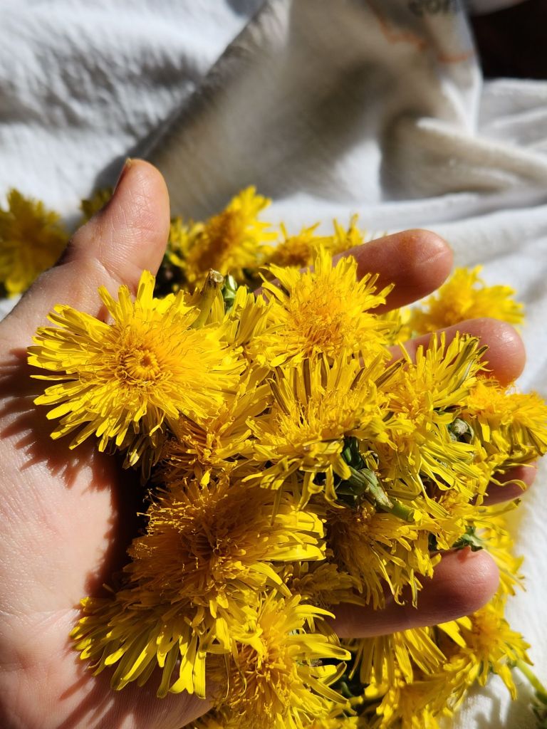a hand holding fresh dandelion heads