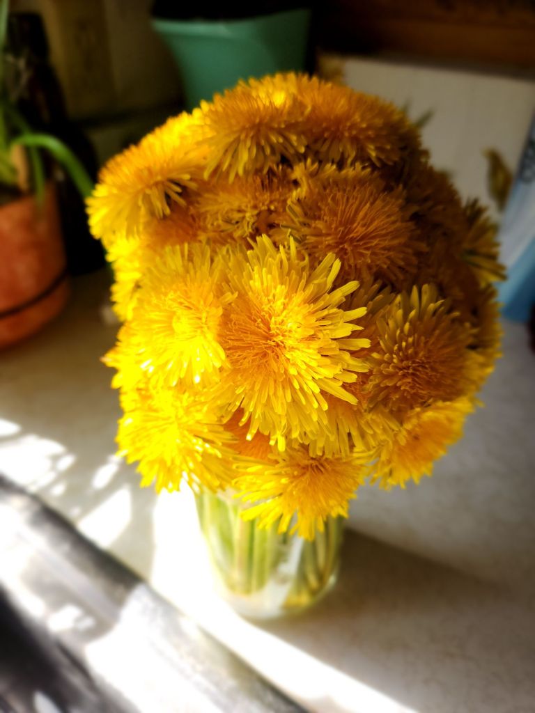 dandelions in a jar