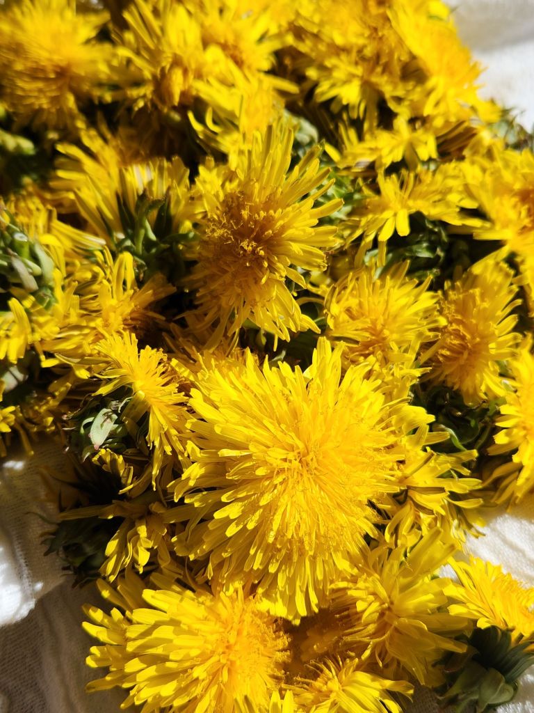 dandelions in a jar