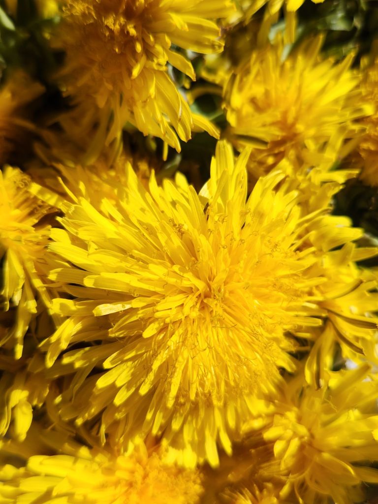 Dandelion close up