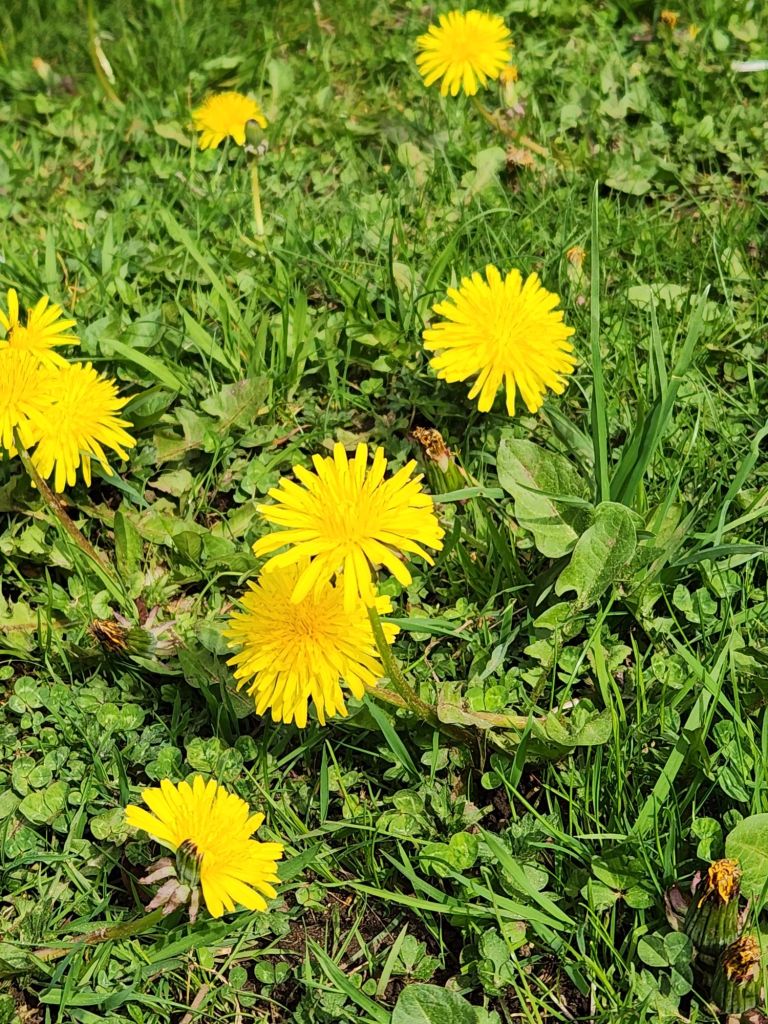 Fresh dandelions with grass